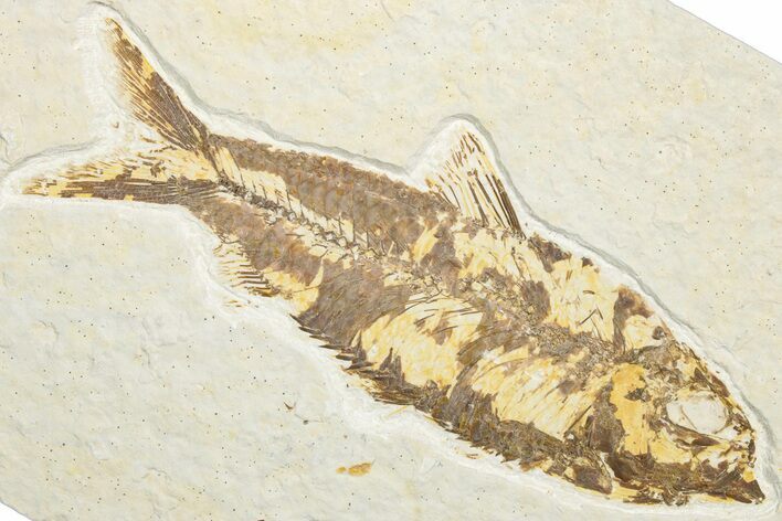Detailed Fossil Fish (Knightia) - Wyoming #346036